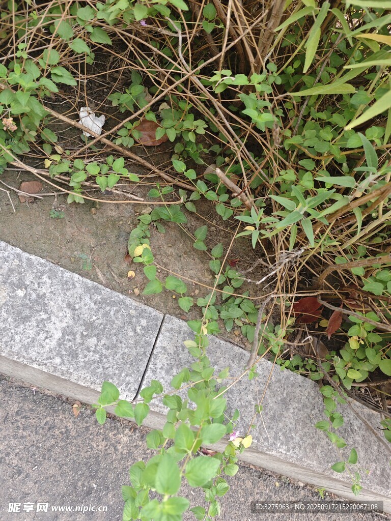 路边生长的绿色植物