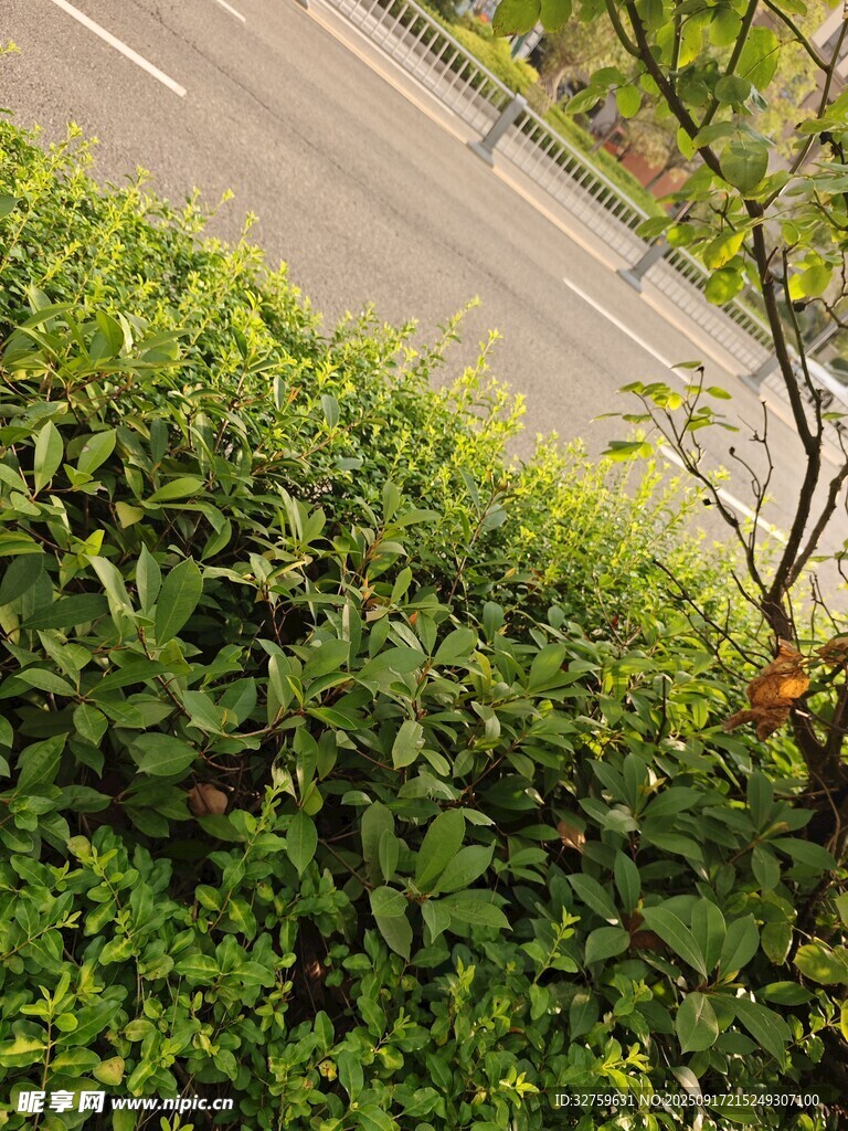 路边翠绿灌木丛