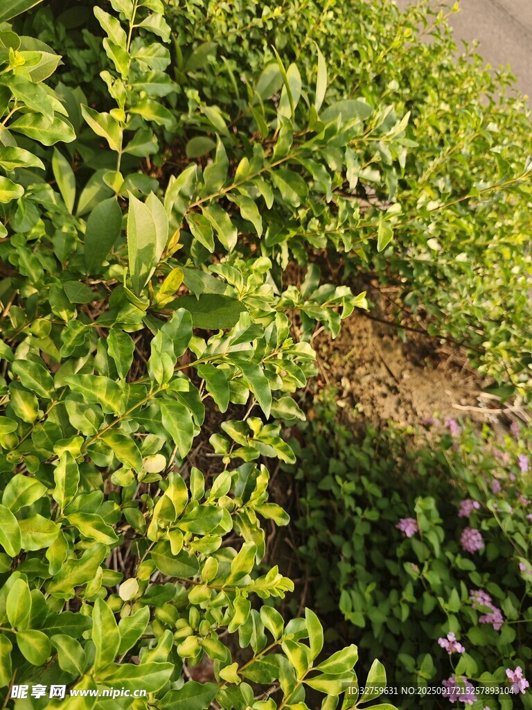 翠绿繁茂的植物景观