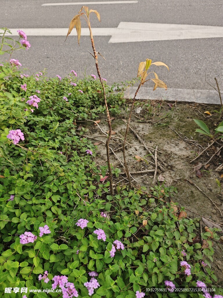 路边绽放的紫色小花与绿植