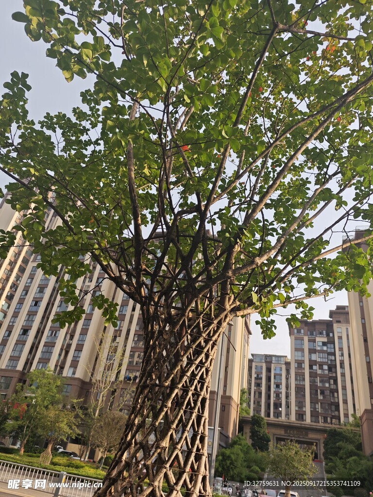 城市中繁茂的大树景观