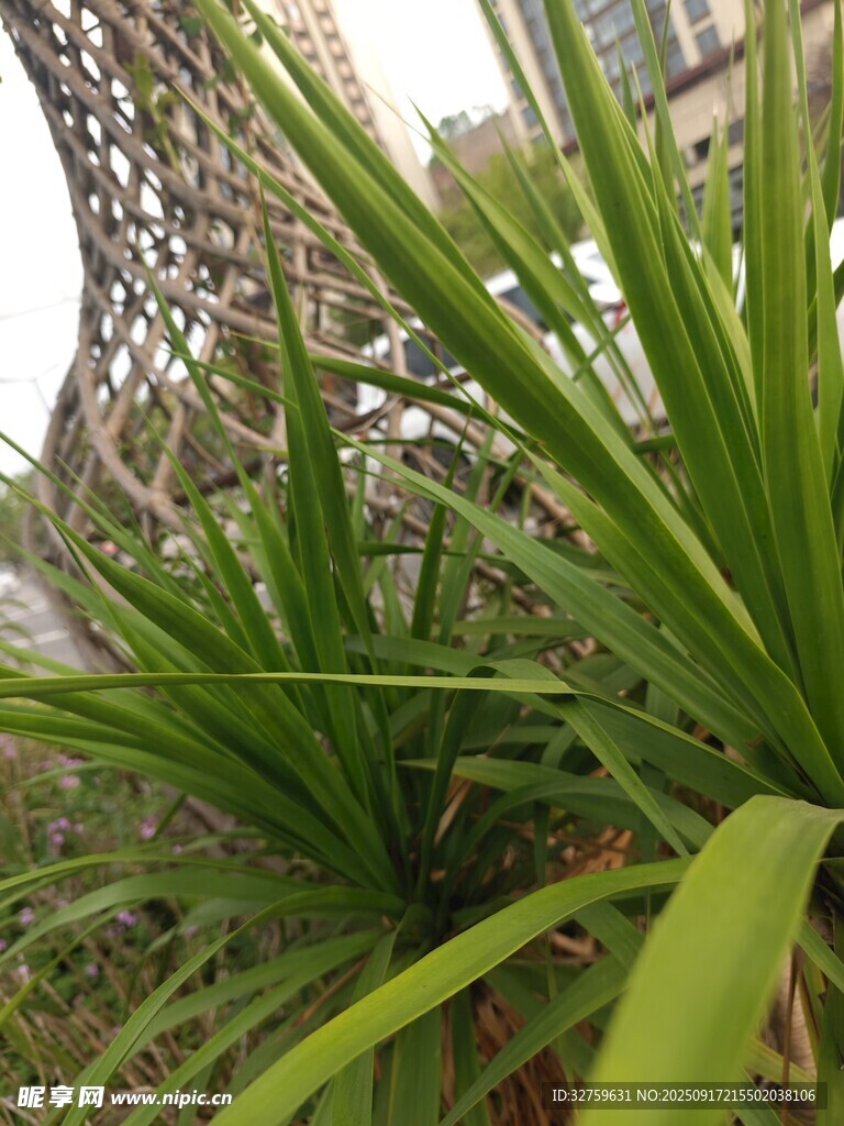 绿叶植物与独特建筑景观