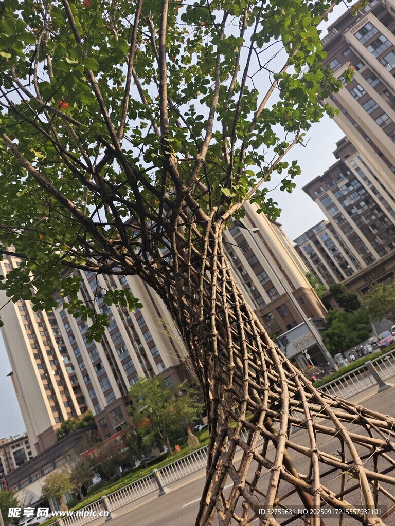 城市中独特造型的树木景观