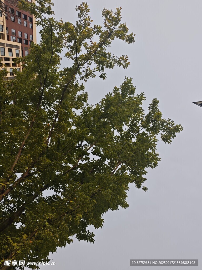 绿意盎然景象