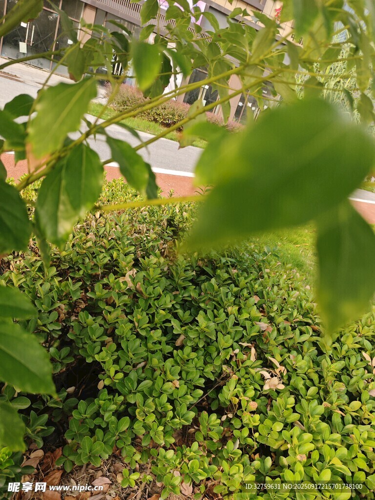 绿意盎然的植物景观