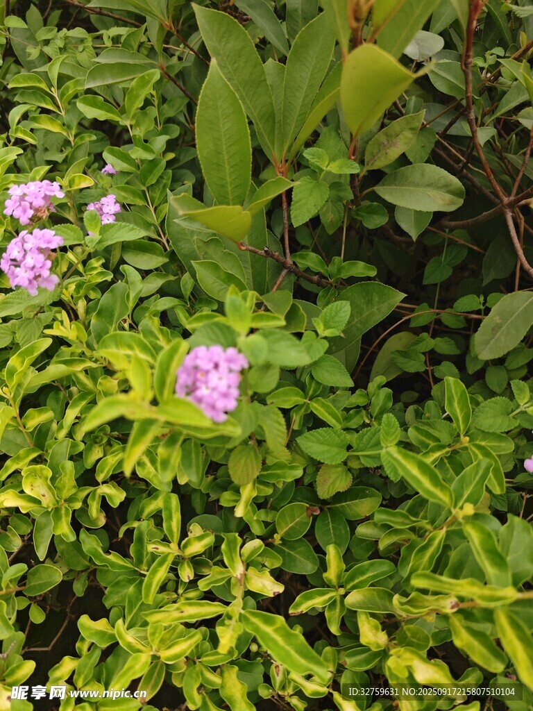 绿叶丛中的紫色小花
