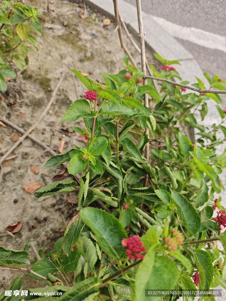 路边的红色果实植物