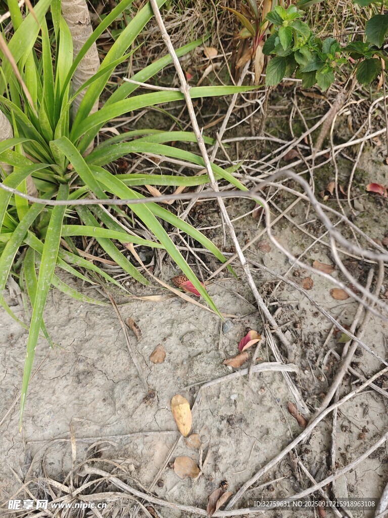 地面绿植与枯叶景象