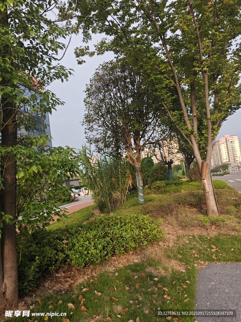 城市林荫小道绿意景致