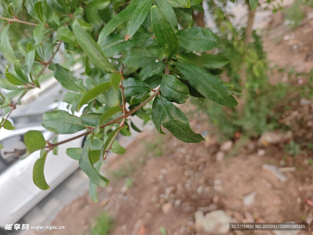 绿叶植物近景
