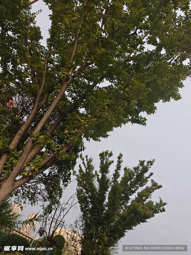 高大树木展现自然生机