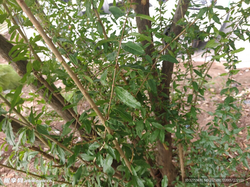 翠绿竹林近景