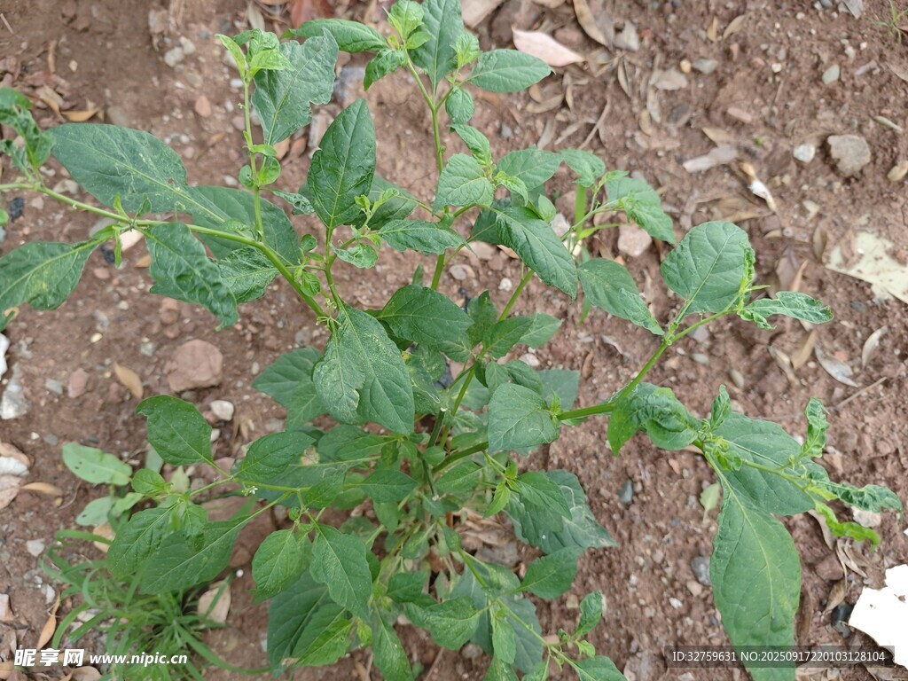 田间生长的绿色植物