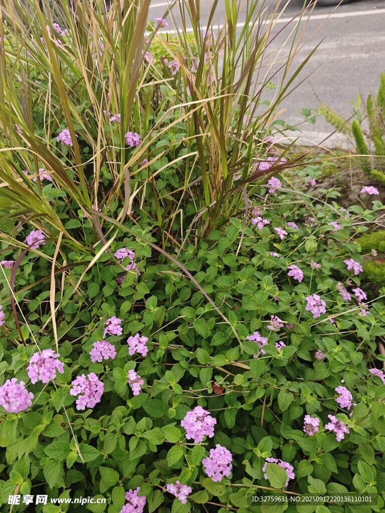 路边绽放的粉花绿植