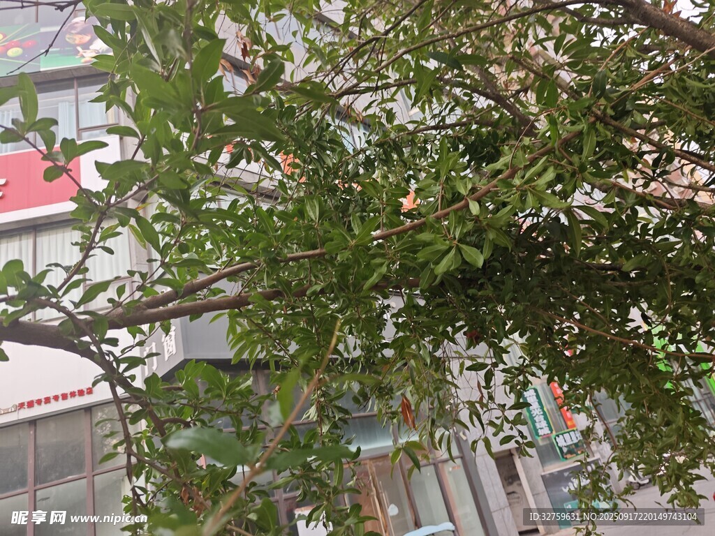 街头繁茂枝叶的树木