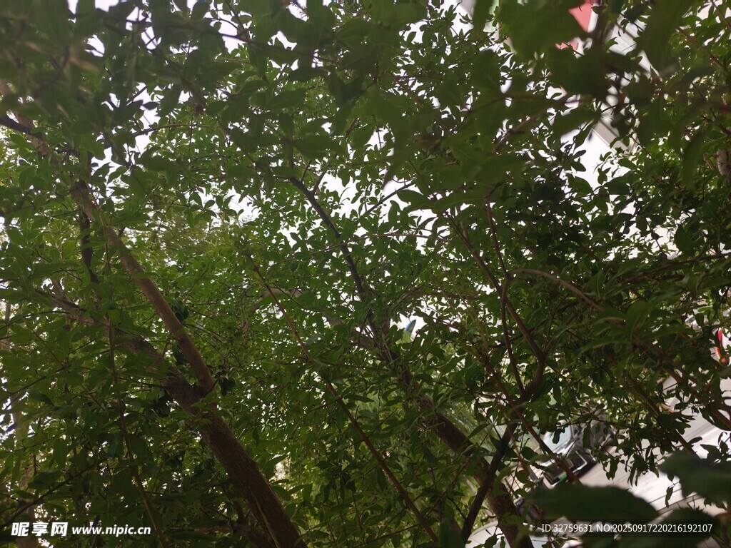 茂密绿树间的自然景致