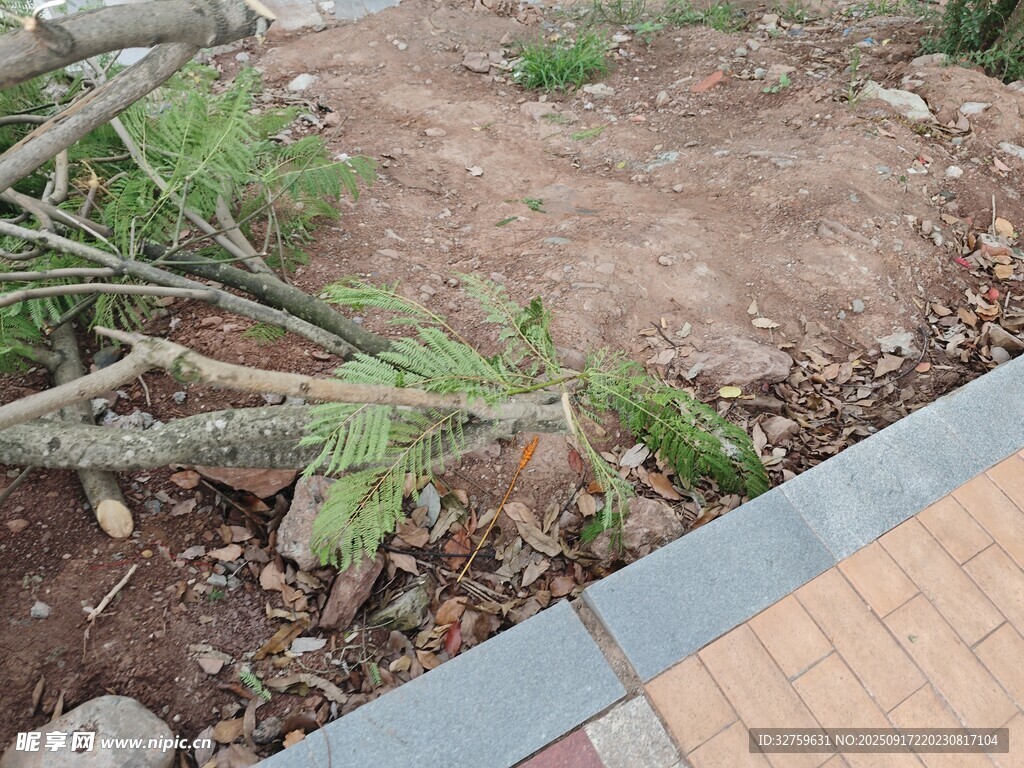 路边倒地的绿植