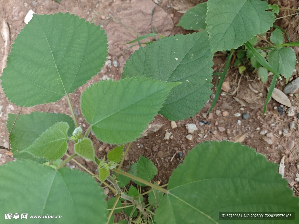 绿叶植物特写