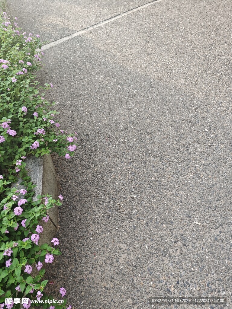 路边绽放的紫色小花