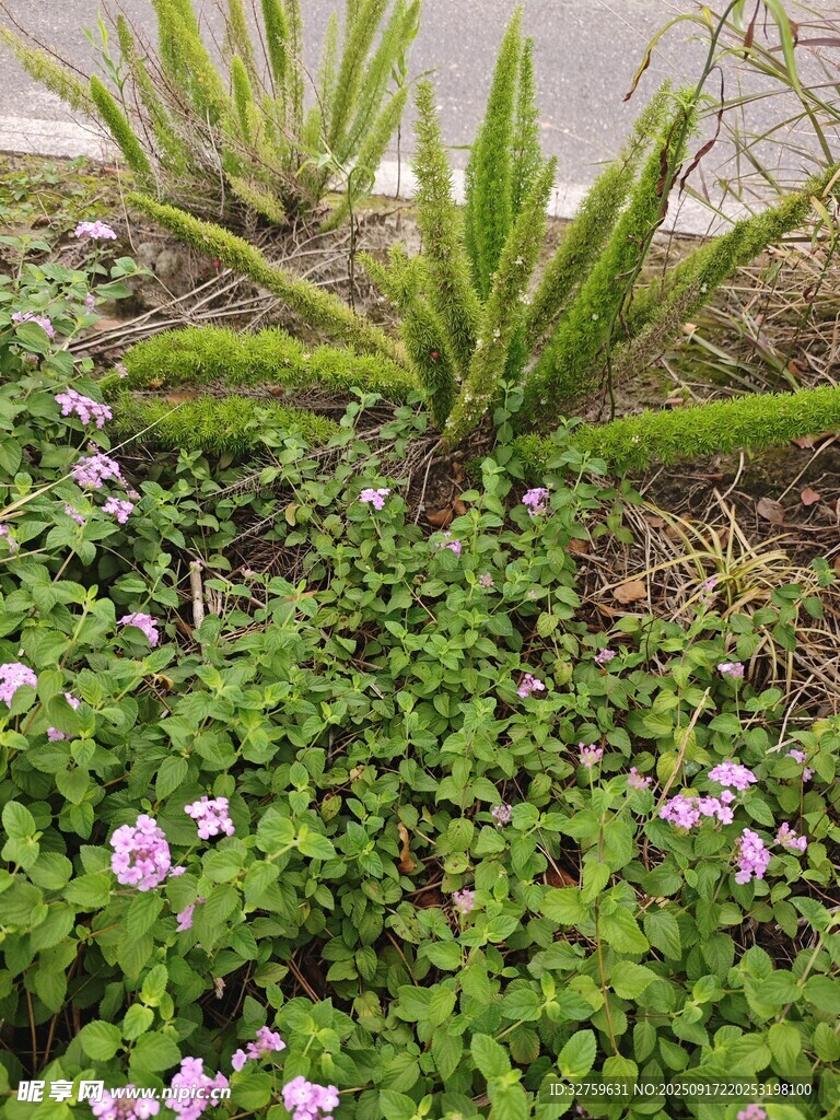 花园中的绿植与紫色小花