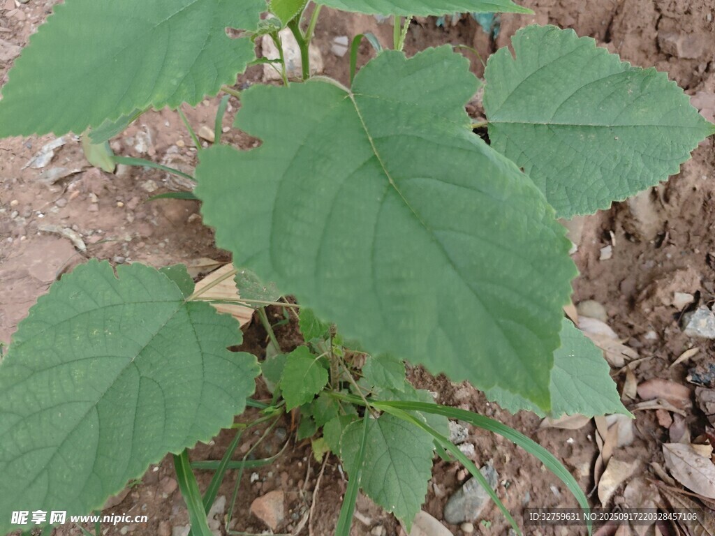 绿叶植物