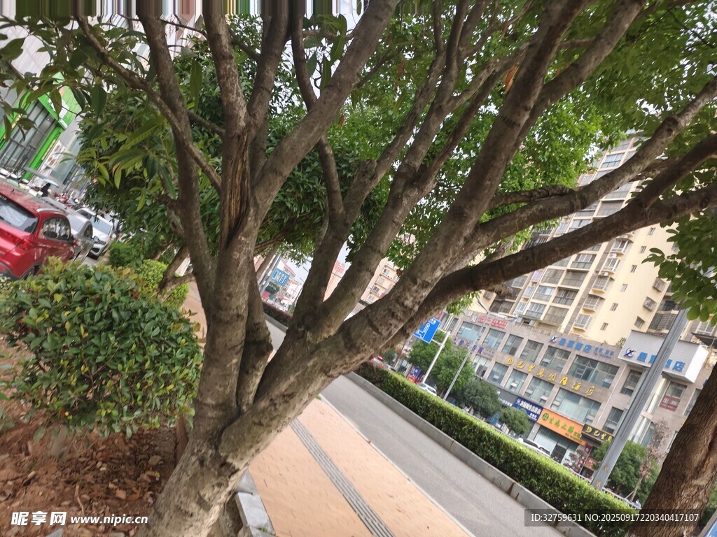 路边繁茂树木景观