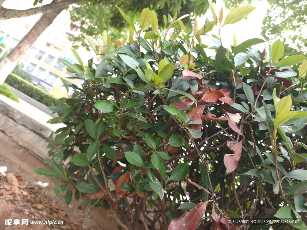 绿叶红边植物景观