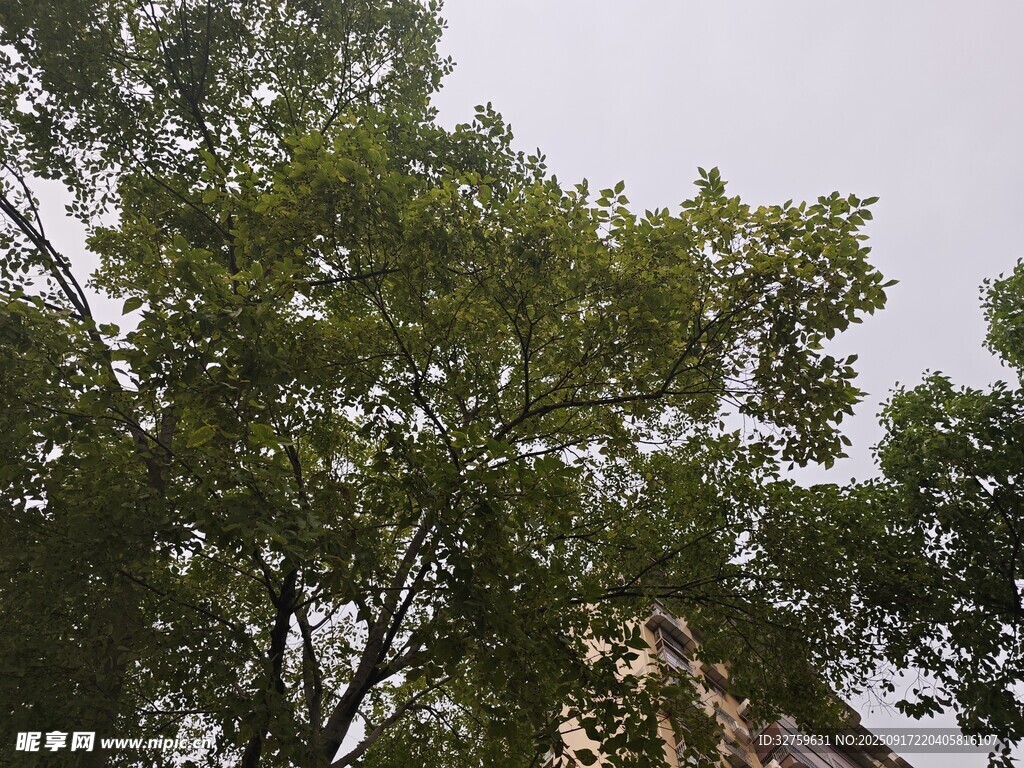 仰视茂密绿树