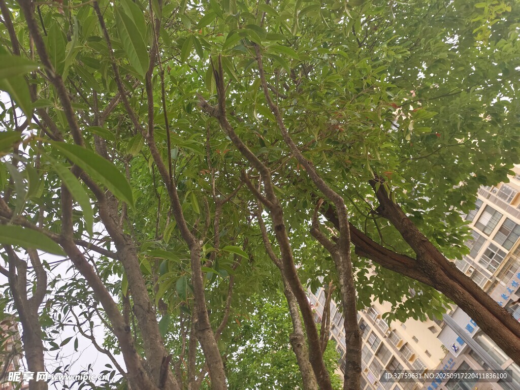 城市中繁茂的绿树景观