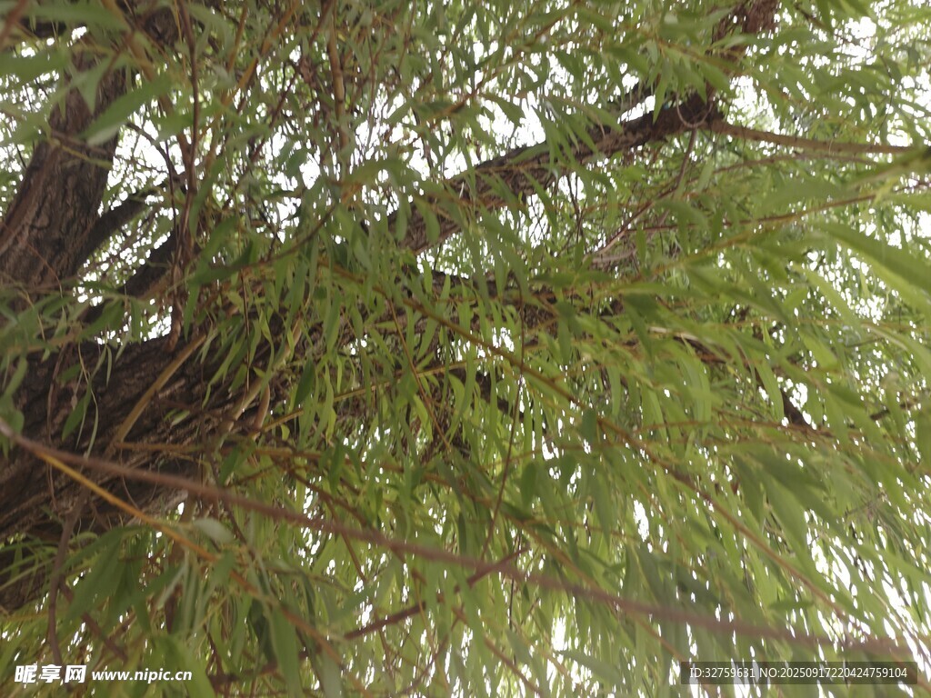 仰视葱郁繁茂的树枝