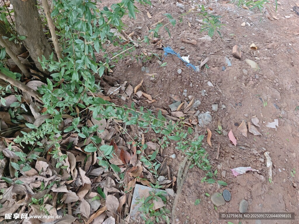 地面垃圾与绿植共存