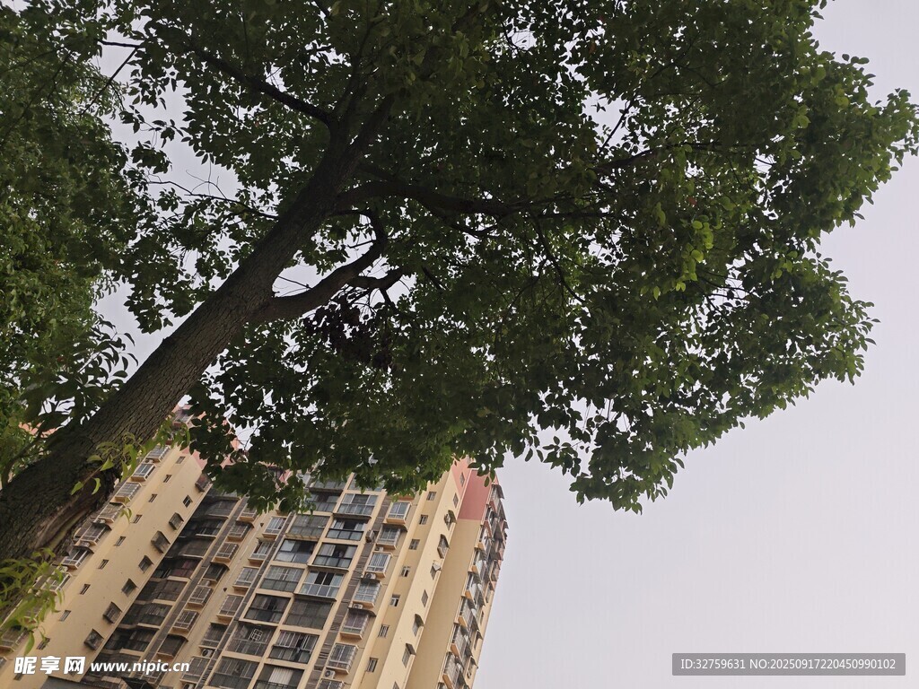 高楼旁的茂盛绿树