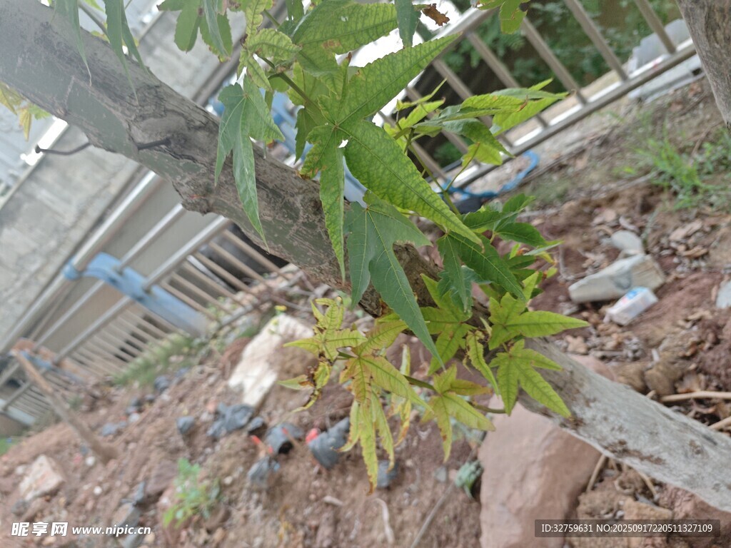 户外绿植
