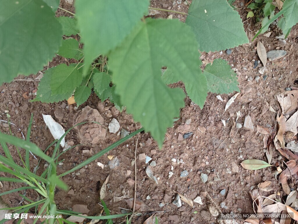 绿叶破土而出的生机景象