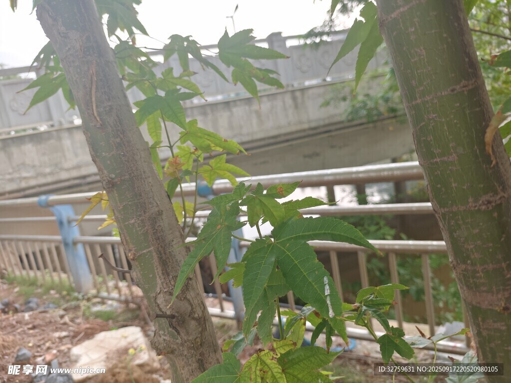 树林中的建筑物一角