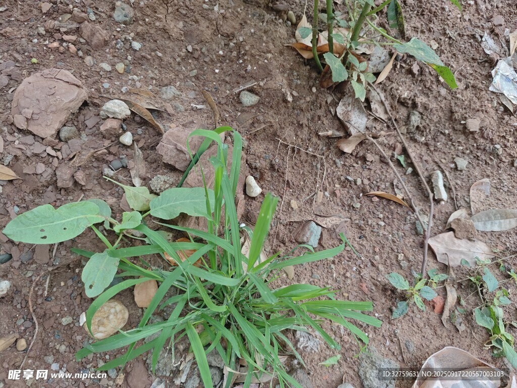 地面生长的嫩绿植物
