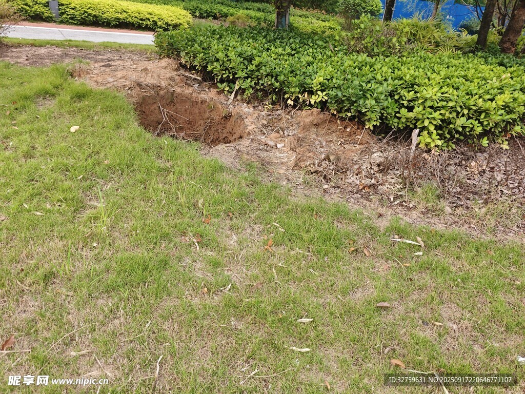 草坪边的绿植与裸土区域
