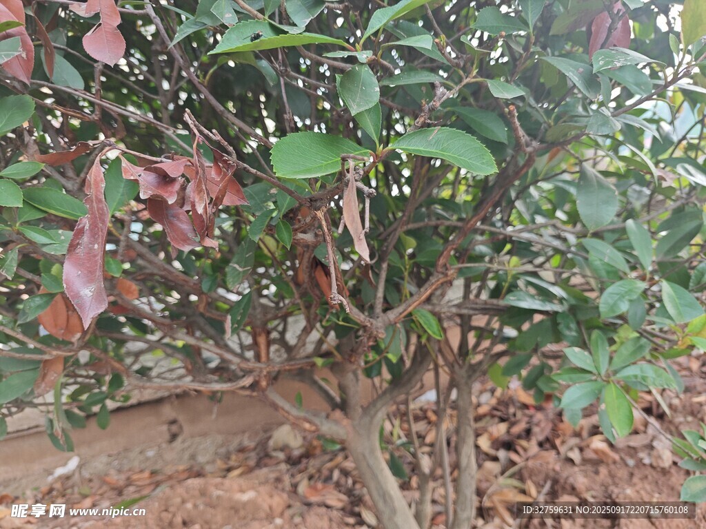 带红叶的绿植盆栽