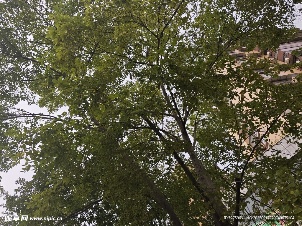 枝叶繁茂的绿树
