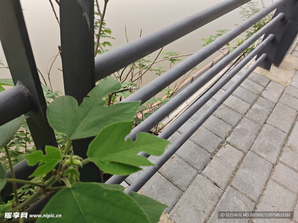 栏杆旁生长的翠绿叶片