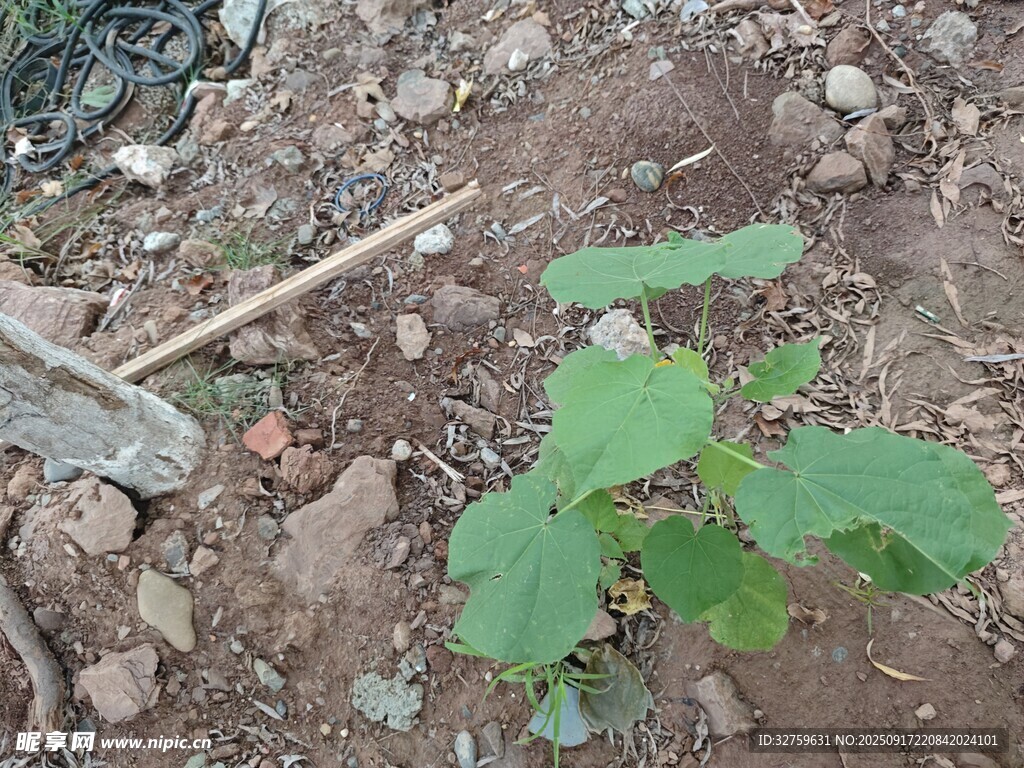 田间新植的嫩绿蔬菜