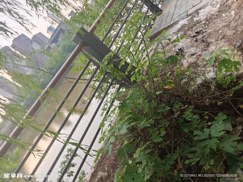 围栏边生长的繁茂绿植