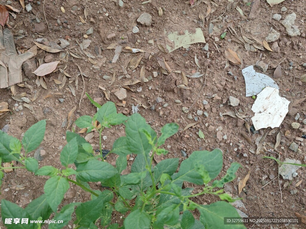 地面绿植与白色垃圾