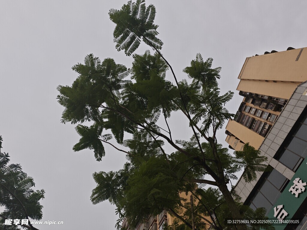 楼前绿树