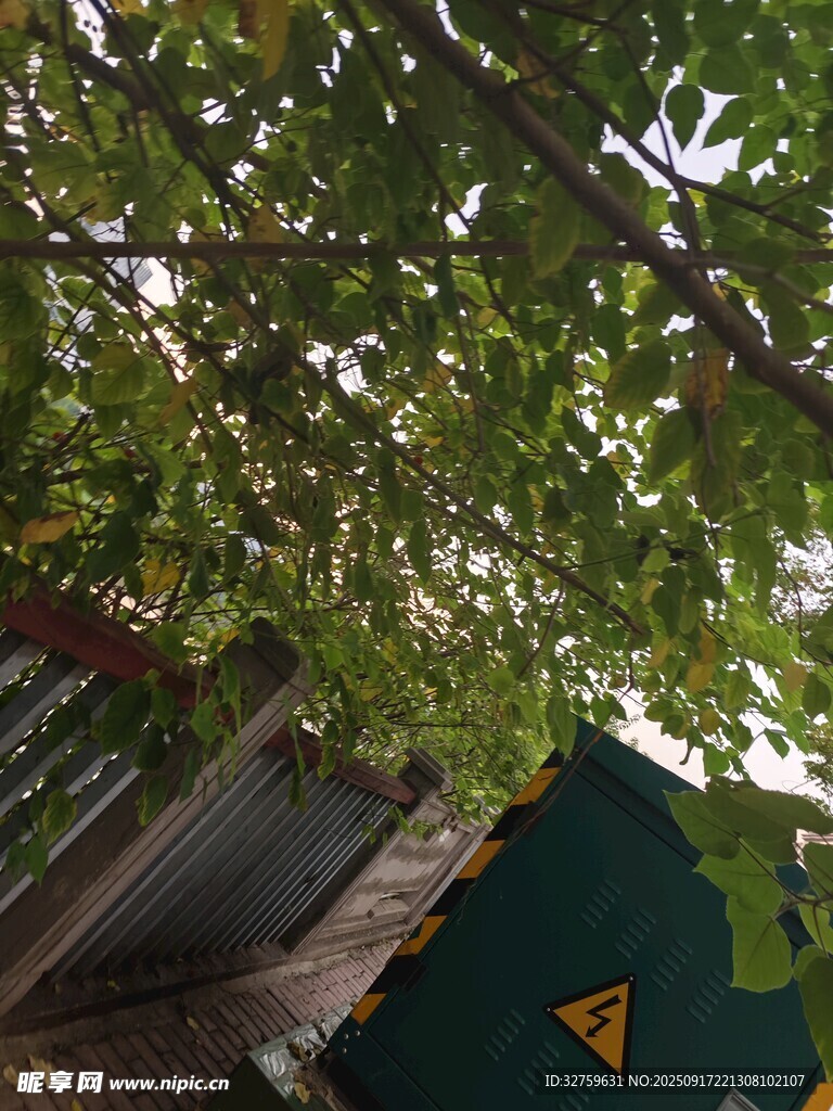 绿荫下的建筑一角