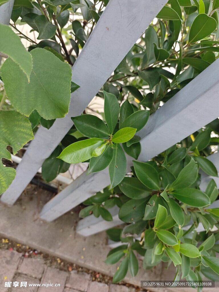 绿植环绕的白色栅栏