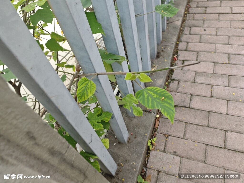 墙边绿植攀爬白色栏杆