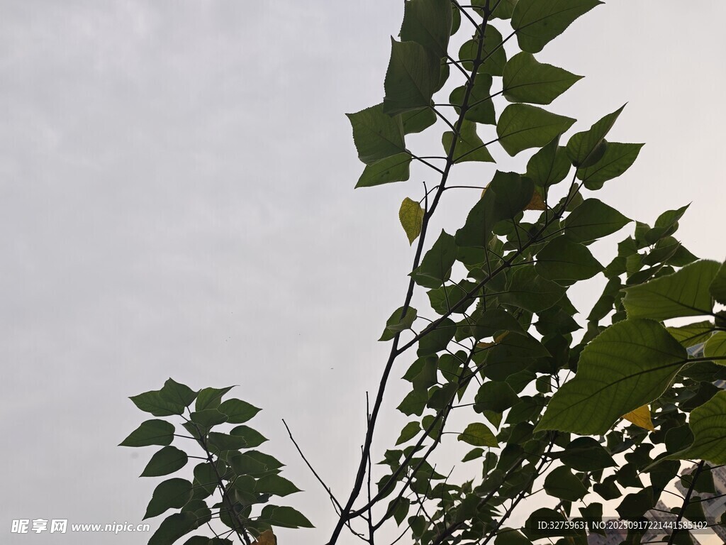 向上生长的枝叶