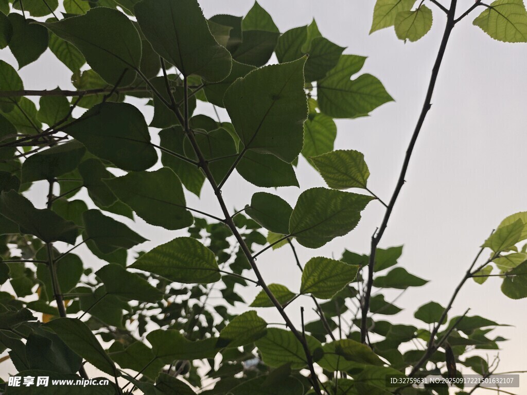 绿叶繁茂的树枝
