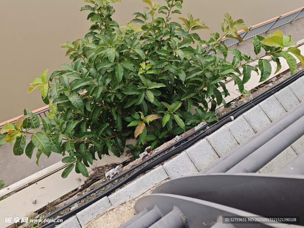 屋顶绿植生机盎然